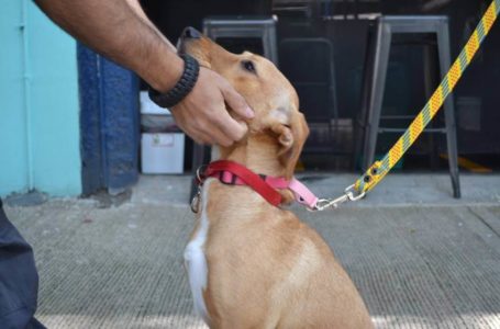 Dogs for love: amor, rescate y cuidado en pro de los perros