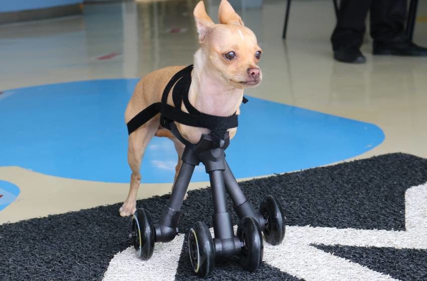  Dispositivo impreso en 3D ayudó a esta perrita a caminar